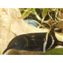 Gnathonemus petersii 15cm