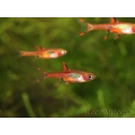 Rasbora moustique - Boraras brigittae (Asie)