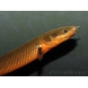 Erpetoichthys calabaricus 15cm