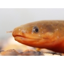 Erpetoichthys calabaricus 15cm