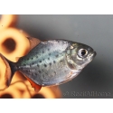 Pygocentrus nattereri 2cm - Piranha gorge rouge