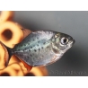 Pygocentrus nattereri 2cm - Piranha gorge rouge
