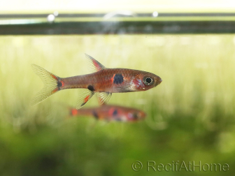 Boraras maculatus - Rasbora nain (Asie)