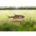 Boraras maculatus - Rasbora nain (Asie)