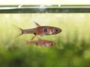 Boraras maculatus - Rasbora nain (Asie)
