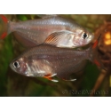 Tétra rosé - Hyphessobrycon bentosi L