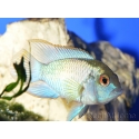 Nannacara sp. néon bleu (Amérique du sud)