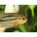 Nannacara anomala (Amérique du Sud)
