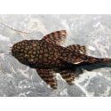 Ancistrus wabenmuster (Amerique du sud)