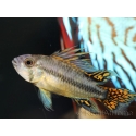 Apistogramma cacatuoides (Amérique du Sud)