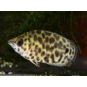 Ctenopoma acutirostre (Afrique centrale)