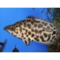 Ctenopoma acutirostre (Afrique centrale)
