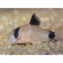 Corydoras panda - Corydoras panda (Amérique du Sud)