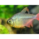 Tétra de colombie - Hyphessobrycon colombianus (Amérique du Sud) 