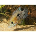 Aequidens rivulatus - Terreur verte (Amérique du Sud)