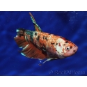 Betta splendens GIANT - Betta splendens (Asie)