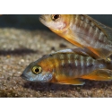 Aulonocara sp. (Malawi)