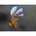 Aulonocara jacobfreibergi  (Malawi)