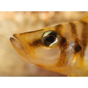 Lamprologus compressiceps yellow chaitika (Tanganyika)