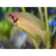 Cichlidé jonquille - Neolamprologus helianthus (Afrique - Lac  Tanganiyka)