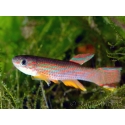 Aphyosemion striatum - Killi rayé (Afrique)