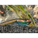 Stiphodon sp. undio 