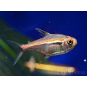 Hyphessobrycon amapaensis