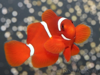Premnas biaculeatus sauvage (le couple) 5-7 cm