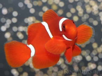 Premnas biaculeatus sauvage (le couple) 5-7 cm