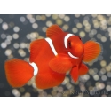 Premnas biaculeatus sauvage (le couple) 5-7 cm