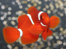 Premnas biaculeatus sauvage (le couple) 5-7 cm