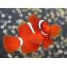 Premnas biaculeatus sauvage (le couple) 5-7 cm