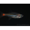 Apogon parvulus 1,5-3 cm