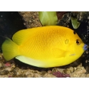 Apolemichthys trimaculatus 10-12 cm