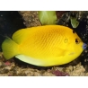 Apolemichthys trimaculatus 10-12 cm