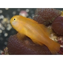 Gobiodon okinawae 1,5-3 cm