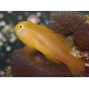 Gobiodon okinawae 1,5-3 cm