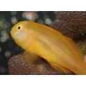 Gobiodon okinawae 1,5-3 cm