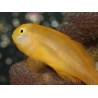 Gobiodon okinawae 1,5-3 cm