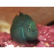 Gobiodon histrio 1,5-3 cm