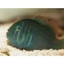 Gobiodon histrio 1,5-3 cm