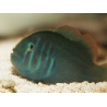 Gobiodon histrio 1,5-3 cm