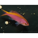 Pseudanthias tuka femelle 5-7 cm