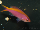 Pseudanthias tuka femelle 5-7 cm
