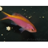 Pseudanthias tuka femelle 5-7 cm