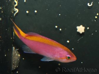 Pseudanthias tuka femelle 5-7 cm