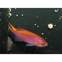 Pseudanthias tuka femelle 5-7 cm