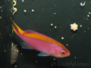 Pseudanthias tuka femelle 5-7 cm