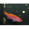 Pseudanthias tuka femelle 5-7 cm