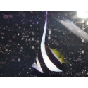 Heniochus acuminatus 6-9 cm